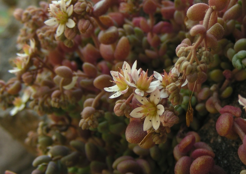 Sedum dasyphyllum / Borracina cinerea